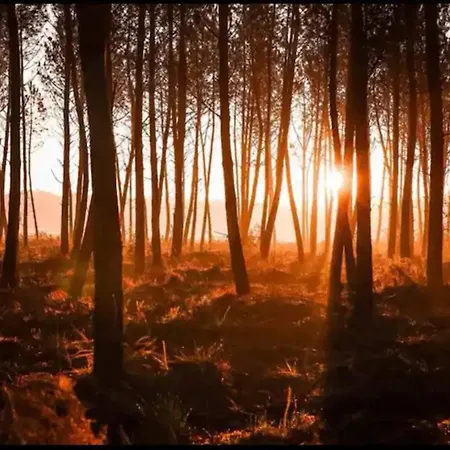 La Palombiere Saint-Symphorien (Gironde)